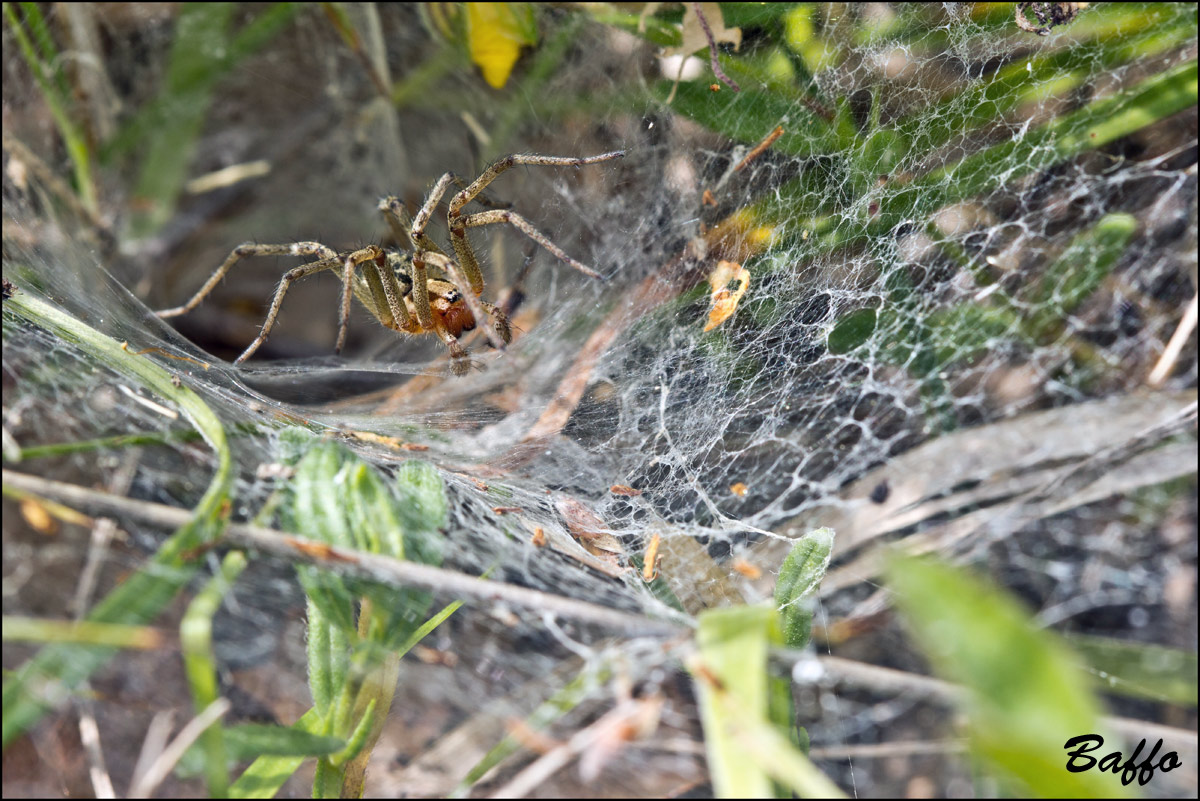 Oxyopes heterophthalmus; Agelena labyrinthica - Buie(Croazia